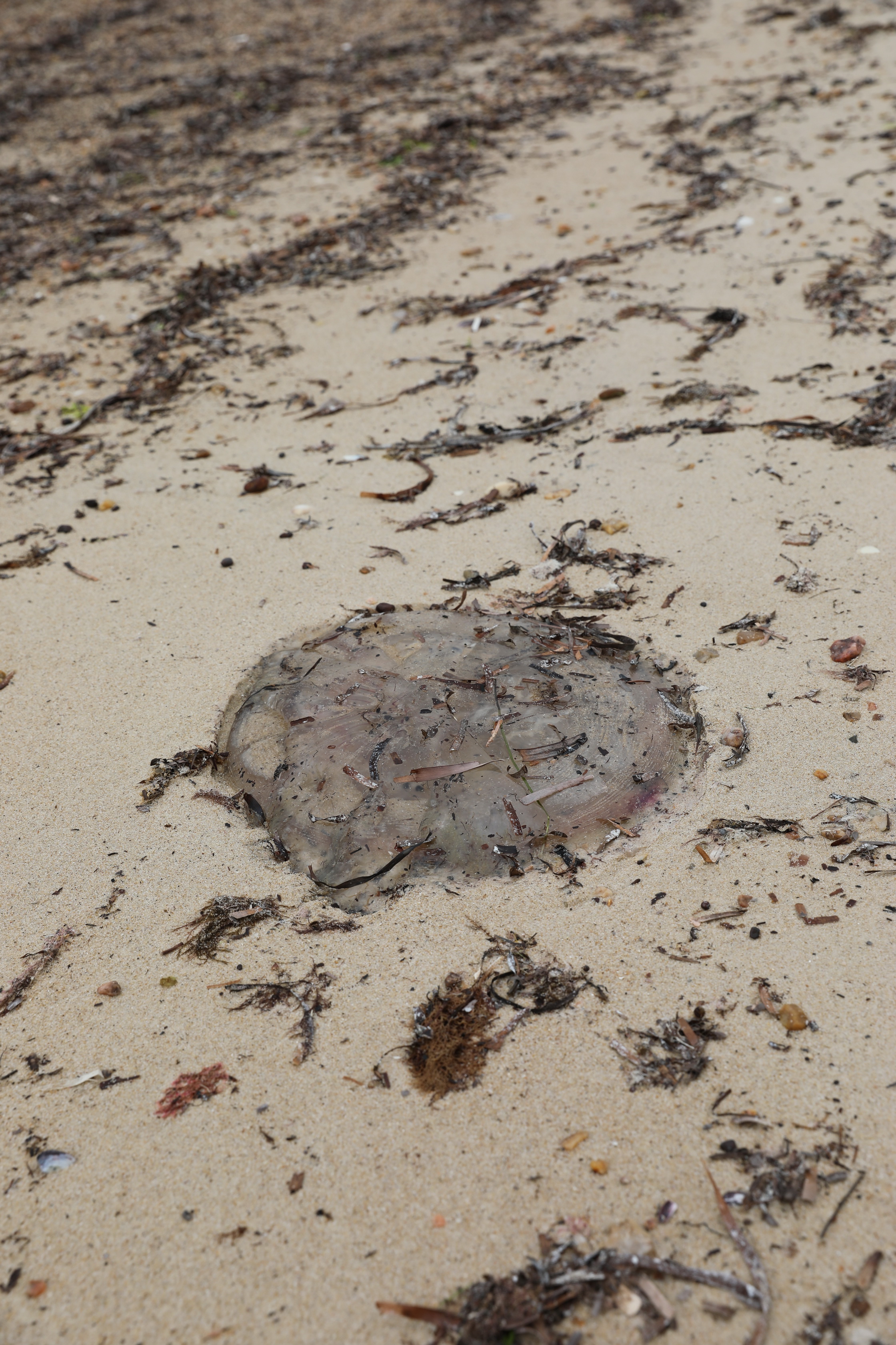 2019 10 05 14 38 02 Canon EOS 5D Mark IV 0011